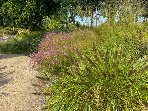 istock Pennisetum viridescens ‘Dark Form’ in a naturalistic garden 2201908706