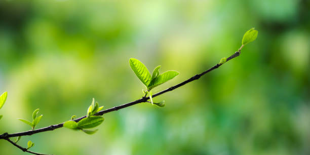 istock Fresh green leaves on a branch in spring sunlight 2201909058