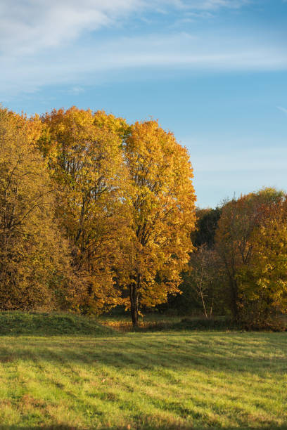 istock Golden autumn scene in a park. 2201909217