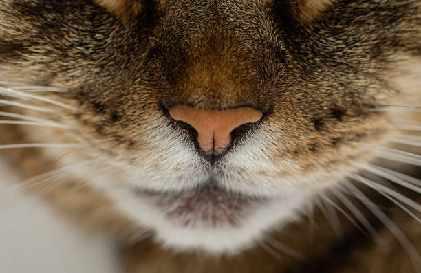 Close-up of a cat's face. Macro photo. Selective focus.