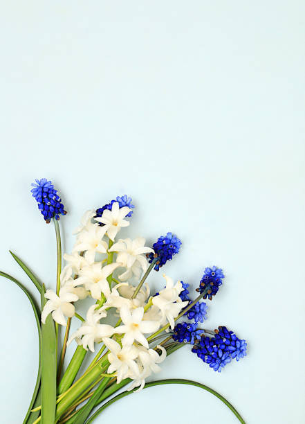 Abstract floral composition, beautiful spring flowers hyacinth and muscari on light background, banner, still life with place for text, floral holiday card, summer greeting concept, selective focus