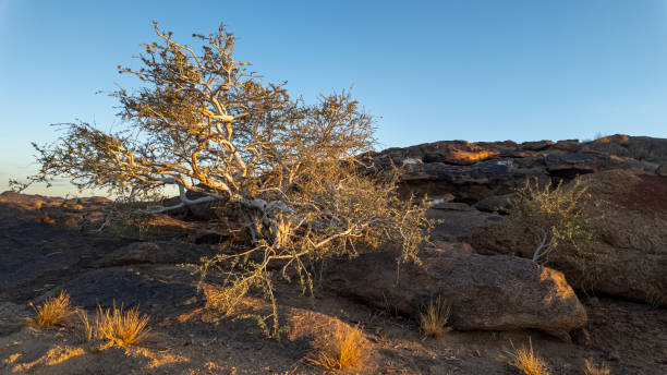 Shepherd Tree 40+ Shepherd Tree Photos Stock Photos, Pictures & Royalty-Free Images ...