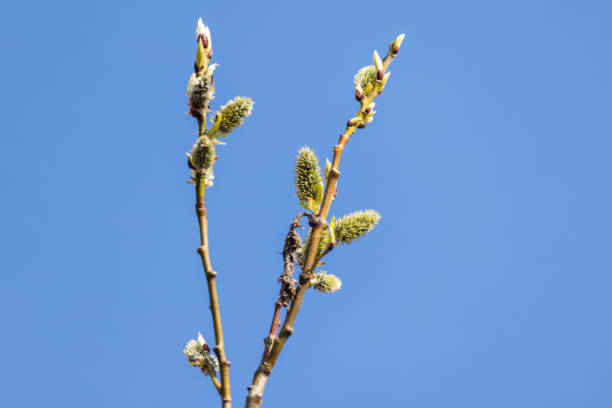 A close-up of a budding tree branch against a vivid blue sky, showcasing the emergence of springtime life. Catkins