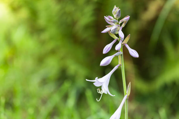 A detailed view of a delicate Hosta flower on a vertical stem surrounded by vibrant green blurred foliage, conveying natural beauty and tranquility