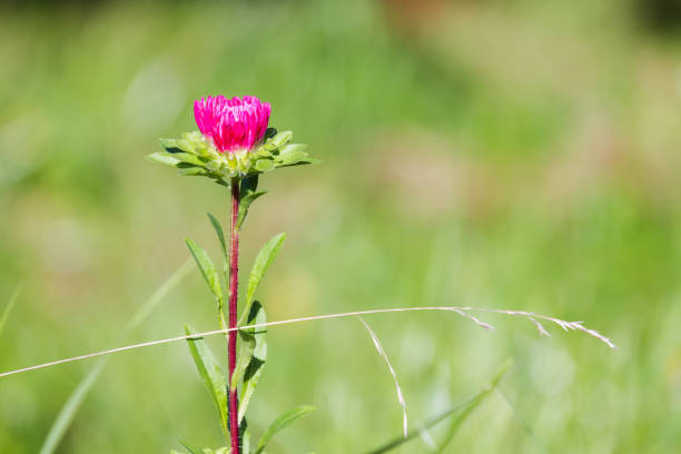 A vibrant pink wildflower blooming against a blurred green grass background, showcasing natural beauty and tranquility. Perfect for nature and floral themes. Callistephus chinensis