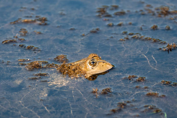 istock Portrait of a frog 2201913482