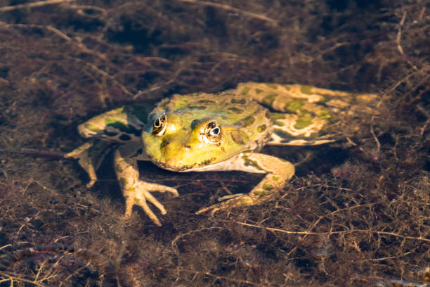 Portrait of a frog outdoor