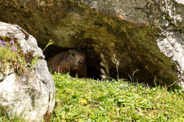 Alpine marmot (Marmota marmota) on an Alpine meadow in Switzerland