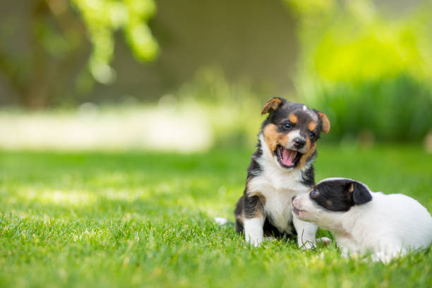 Newborn mongrel puppies on a green lawn