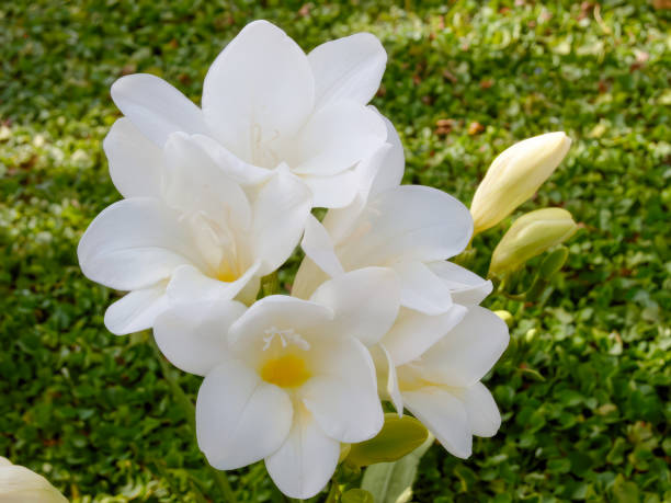 White freesia flowers blooming in the garden