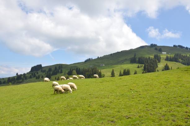 istock sheep feeding grass on the hill in Appenzell 2201916510