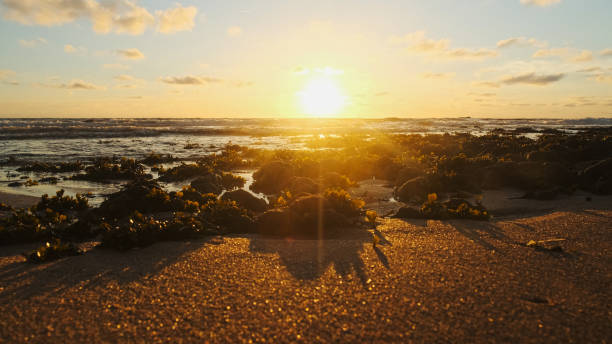 Sun over horizon and  rolling ocean waves to the shore while sunset during tide.  Beautiful natural landscape with water,  sandy beach  and green plants during low tide. Beautiful wild nature.