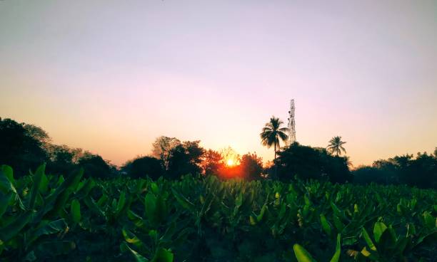 A serene sunset over a lush banana plantation with silhouetted palm trees and a distant communication tower.