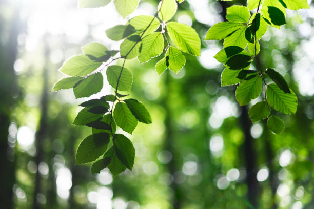 istock Young green beech leaves in spring forest with sun lights 2201918748