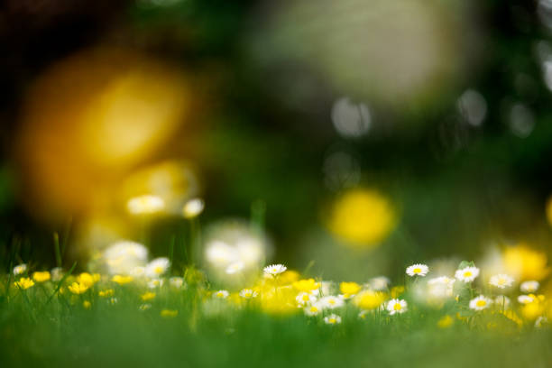 White and yellow flowers in spring forest closeup. Forest meadow covered by blossom flowers. Natural beauty background