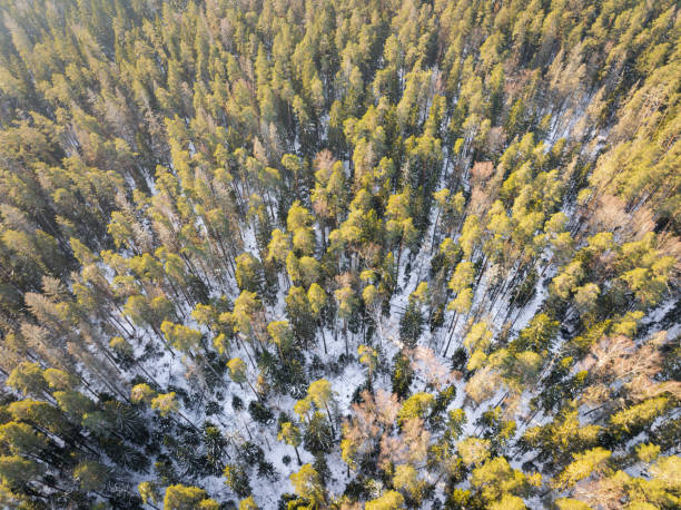 istock Aerial Drone View of Snow-Covered Pine Forest in Estonia. 2201920179