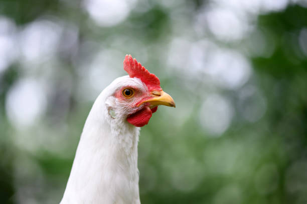 Portrait of free range white chicken Leghorn breed in spring garden