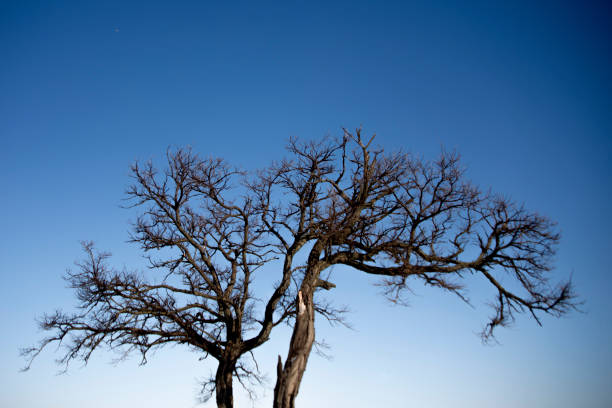 istock trees in winter without leaves against the blue sky 2201920567