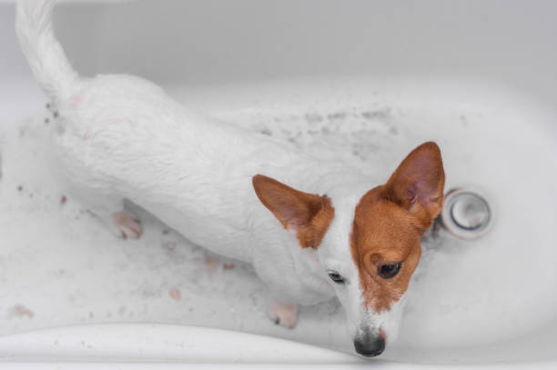 Jack Russell Terrier dog bathes in the bathroom after a walk
