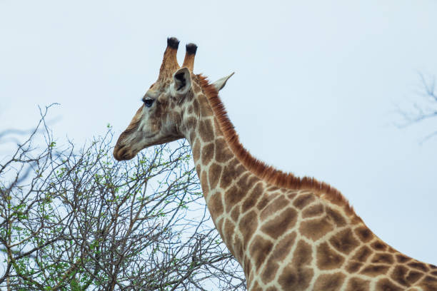 A giraffe stretches its long neck to reach tree leaves in Kruger National Park under a cloudy sky.