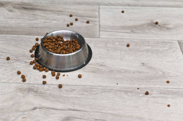 istock dog or cat food in and around a bowl. 2201921329