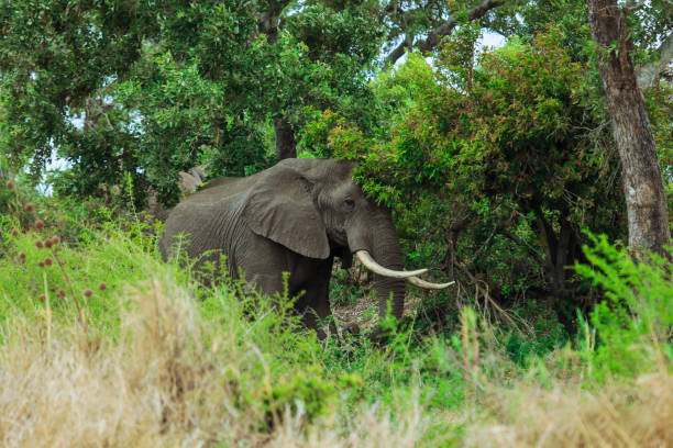 An elephant is peacefully grazing through dense green foliage in Kruger National Park, South Africa.