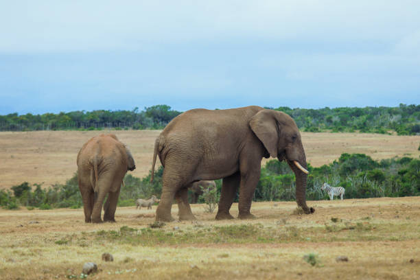 An African bull elephant walks through the savannah with cattle egrets in Ngorongoro Crater, Tanzania.
