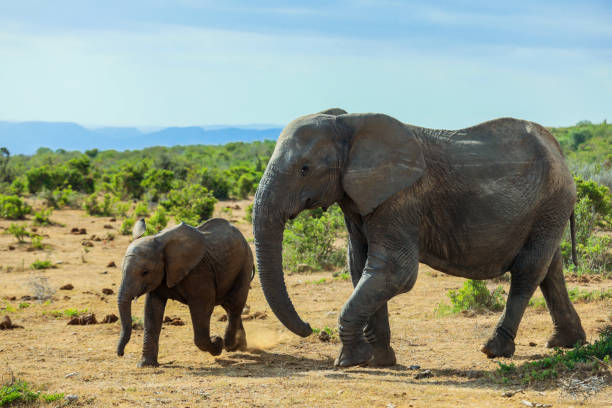 istock Elephants walking together in a South African landscape during daylight hours 2201922963