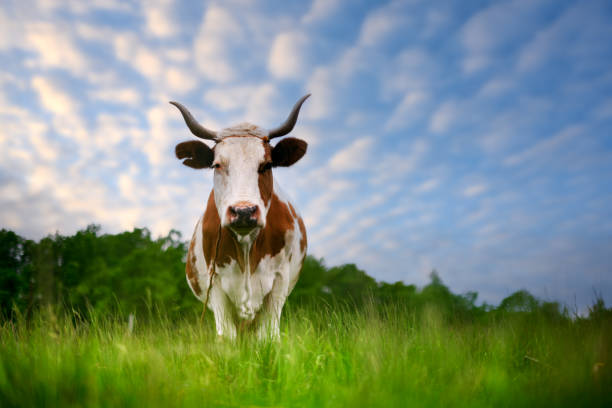 istock Brown and white cow grazing on lush green grass 2201923292