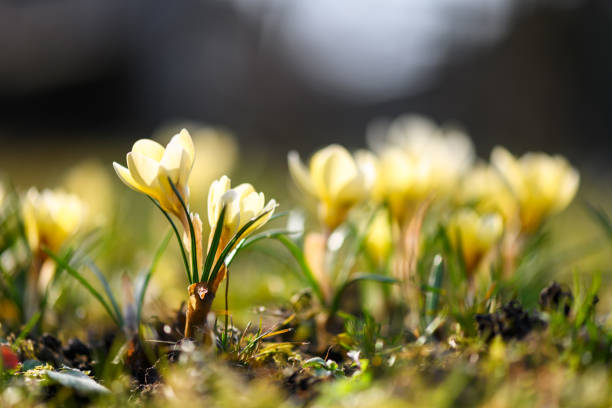 Blooming yellow crocus flowers on sunny meadow near spring forest closeup. Nature photography