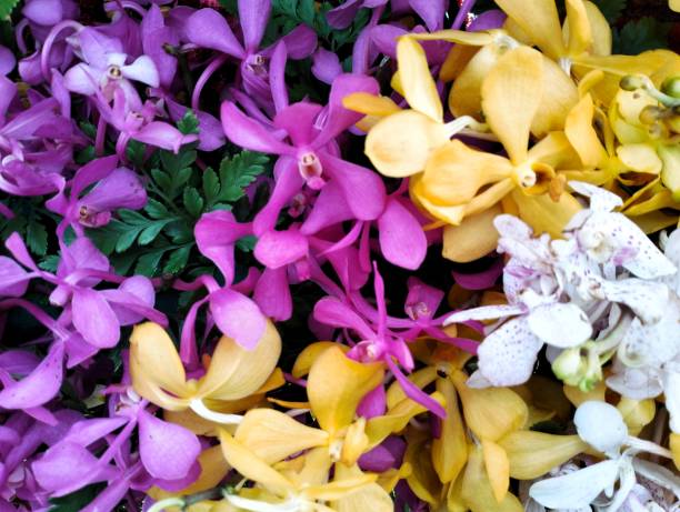 In the picture is a Deep pink,Yellow, purple  orchid flower. The flower has a fragrant smell. The flowers and petals are the same color. The petals of the poki have three petals in one flower.