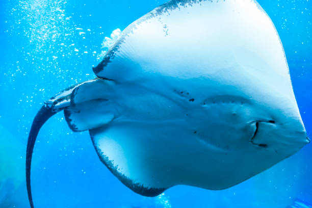istock Graceful stingray gliding through clear waters in South Africas coastal environment 2201926687