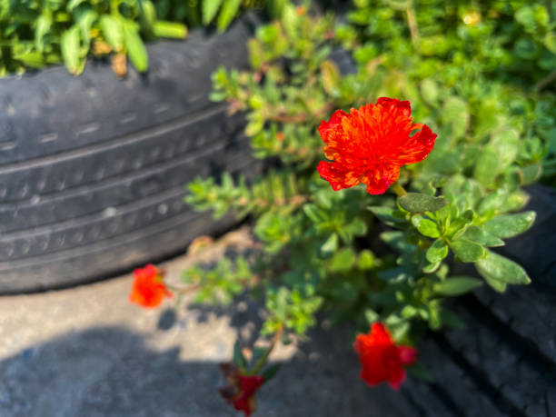 istock Portulace grandiflora 2201926905