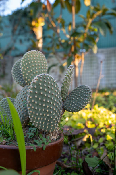 istock Bunny ears cactus, golden rabbit ears cactus 2201927070