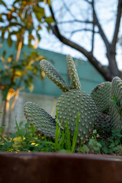 istock Bunny ears cactus, golden rabbit ears cactus 2201927084