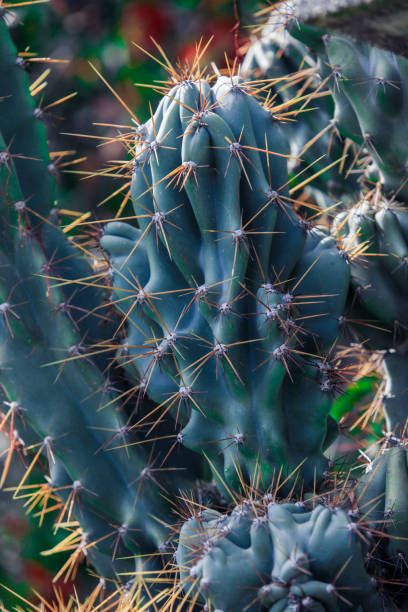 istock Close up of a unique Montenegrin cactus, highlighting its intricate spines and texture 2201928335