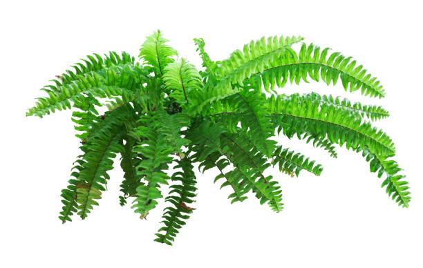 istock Tropical plant fern bush shrub tree isolated on white background with clipping path. 2201928836