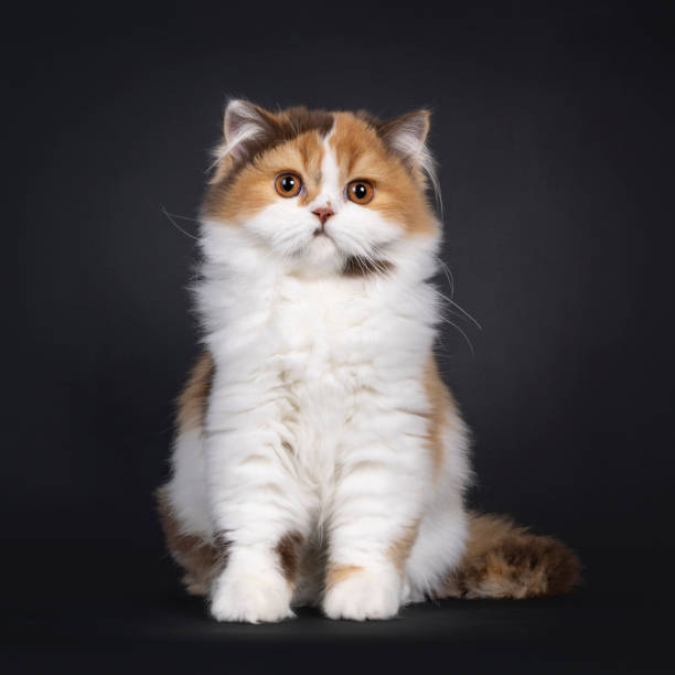 istock British Longhair cat kitten on black background 2201931662