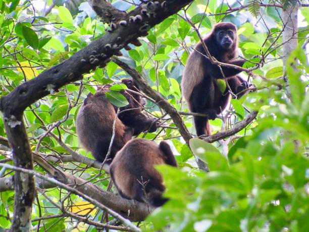 A group of howler monkeys perched high in the trees of a tropical rainforest. The monkeys are seen resting and observing their surroundings, showcasing the social dynamics of their species.