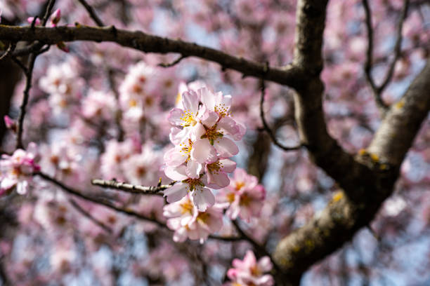 istock Almond Tree in Bloom, petals, pollen, colors, 2201932190