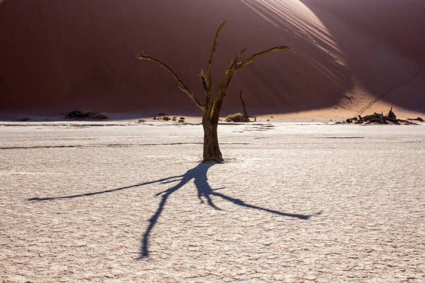 Dooievlei, also known as deadvlei is a ghostly white clay pan punctuated by the skeletons of ancient camelthorn trees. This pan formed when the growth of the dunes cut of the water of the Tsaucub river, causing the original oasis to dry up.