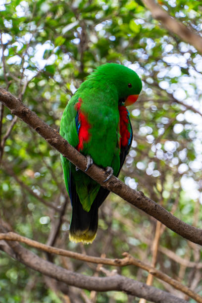 Moluccan eclectus (male) sitting on a tree branch. A parrot native to the Maluku Islands, Indonesia. Close-up shot with blurred background.