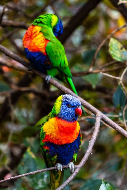 istock Red-collared lorikeet parrot perching on the branch with blurred background, closeup shot. 2201933186