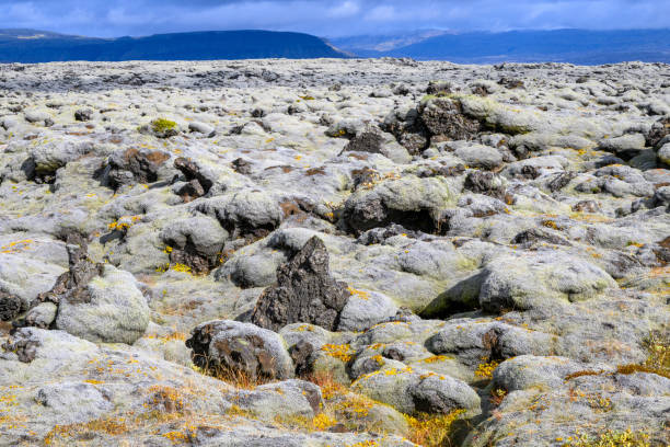 Lava field in Iceland with pillow-shaped rocks and green wooly fringe moss.