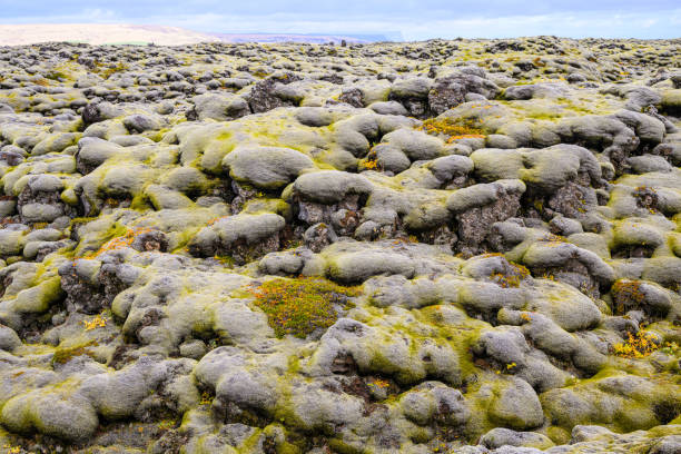 Lava field in Iceland with pillow-shaped rocks and green wooly fringe moss.