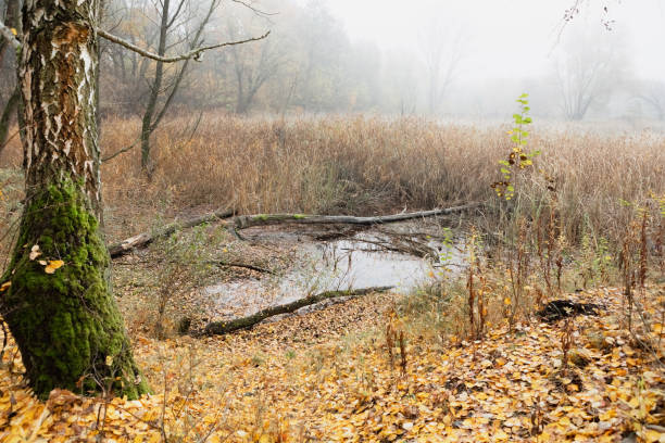 A serene forest clearing in autumn, with a peaceful pond reflecting the misty sky, fallen leaves creating a warm carpet, and trees embracing the beauty of the season.