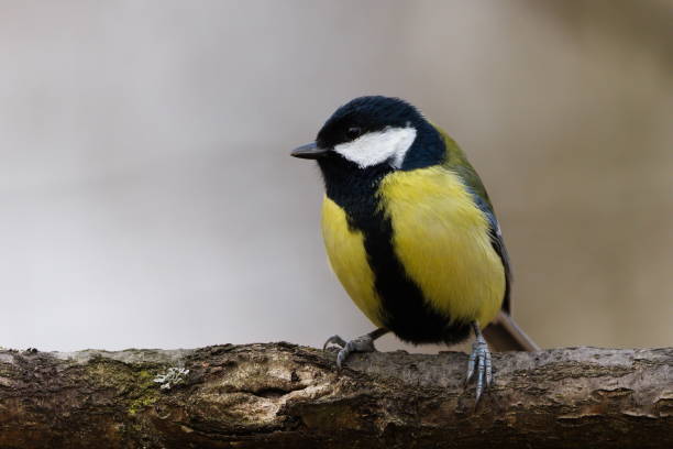 istock Parus major aka great tit perched on the tree branch. Common bird in Czech republic. 2201935699