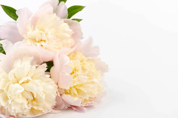 istock Floral spring background. Pink peonies and petals. Close-up. Soft focus. Nature 2201938215