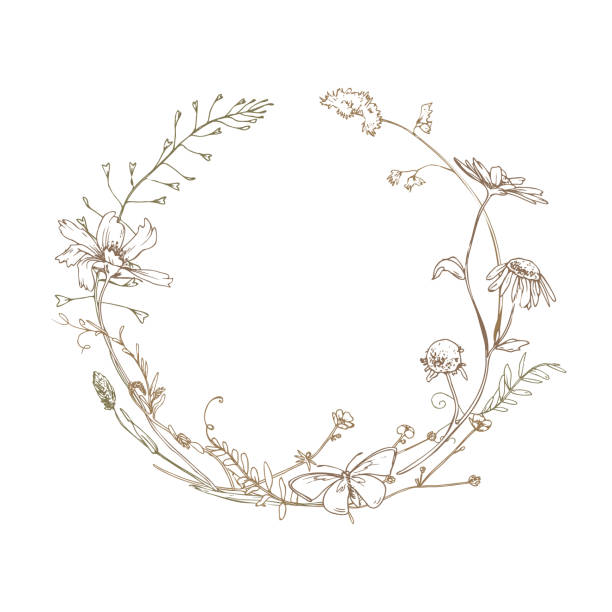 Field, meadow, wild flowers and herbs cosmos, chamomile, clover and insects. Line art is a simple hand-drawn illustration in beige, ochre, brown ink. Circle wreath frame vector EPS