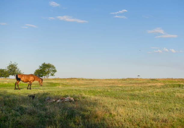 istock a horse grazes in a green meadow. beautiful landscape 2201939057